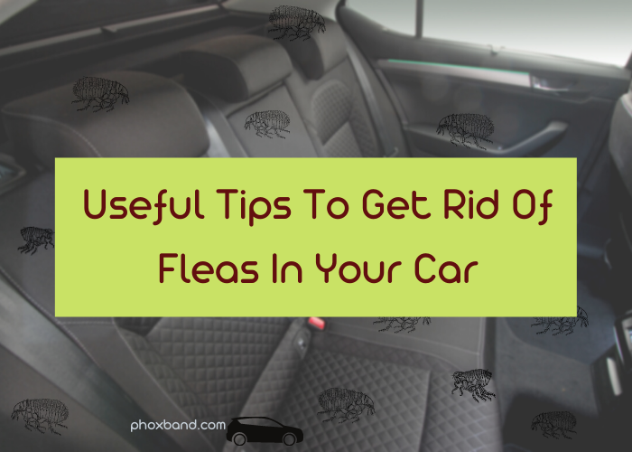 Useful Tips To Get Rid Of Fleas In Your Car